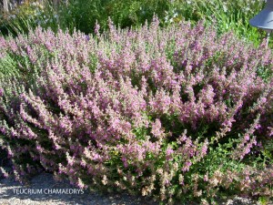 Teucrium chamaedrys - blooming